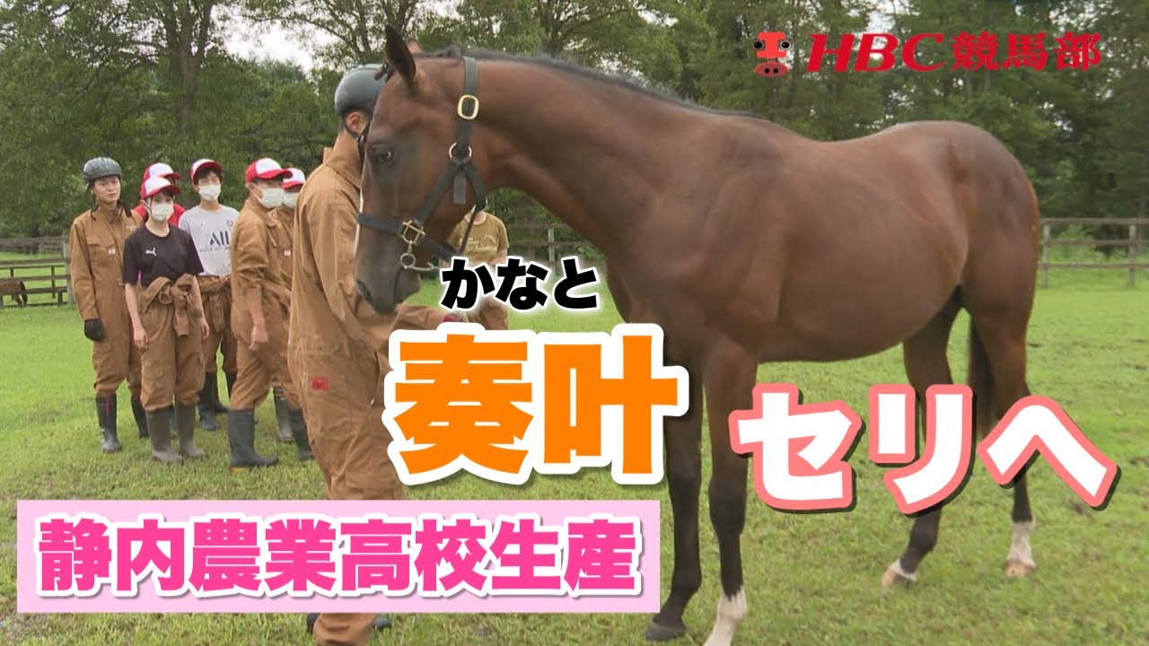 【サマーセール密着】日本で唯一競走馬を生産