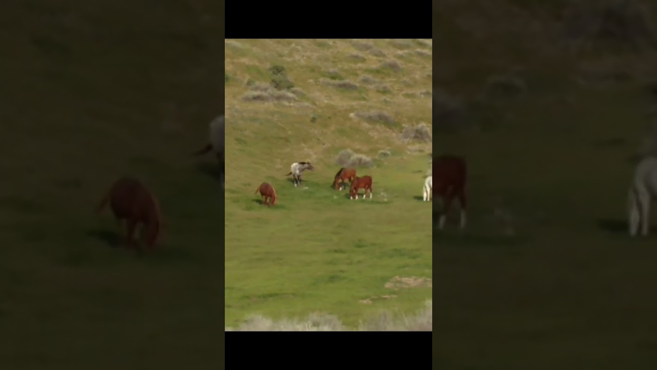 Semi Wild Horses hanging out on the back 40 - Grazing on a spring day - 