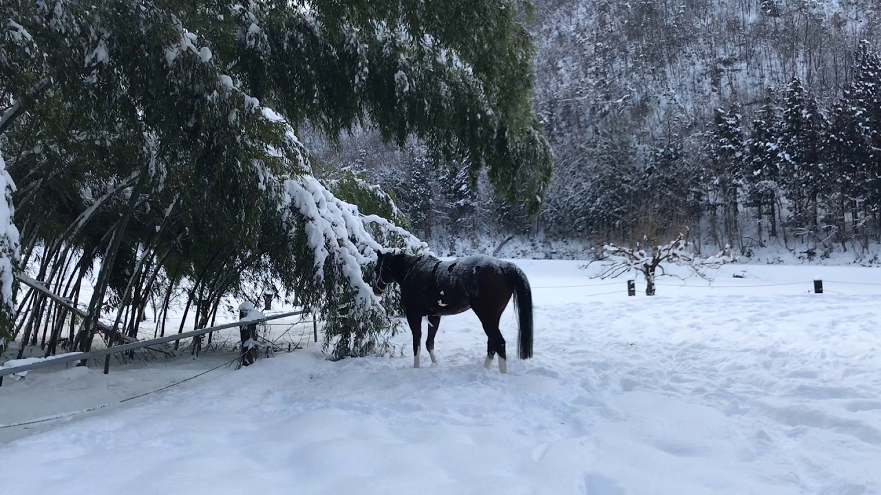 楽しい〜！馬の雪遊び  horse playing in snow!