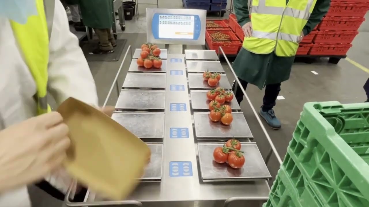 Tomato on the Vine Packing - SelectMaster Combination Scale - 14ppm