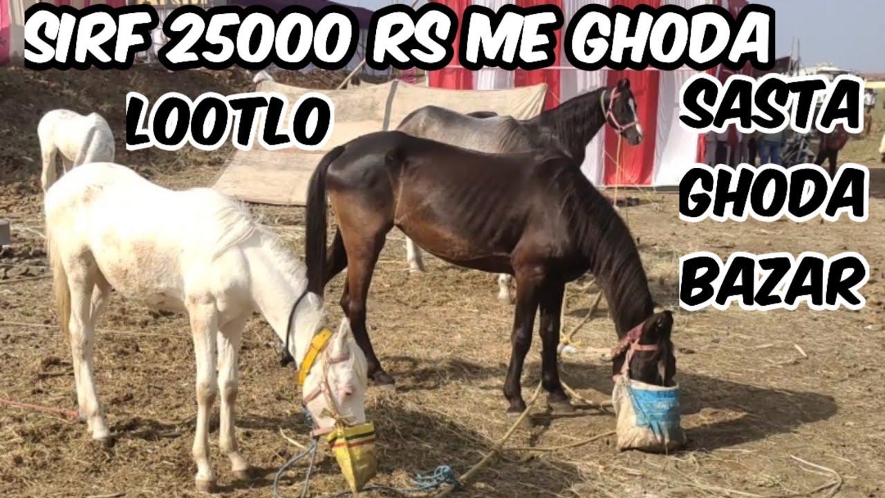 Sabse Saste Ghode available in Malegaon jatra | baby horses | Horse Market in 🇮🇳