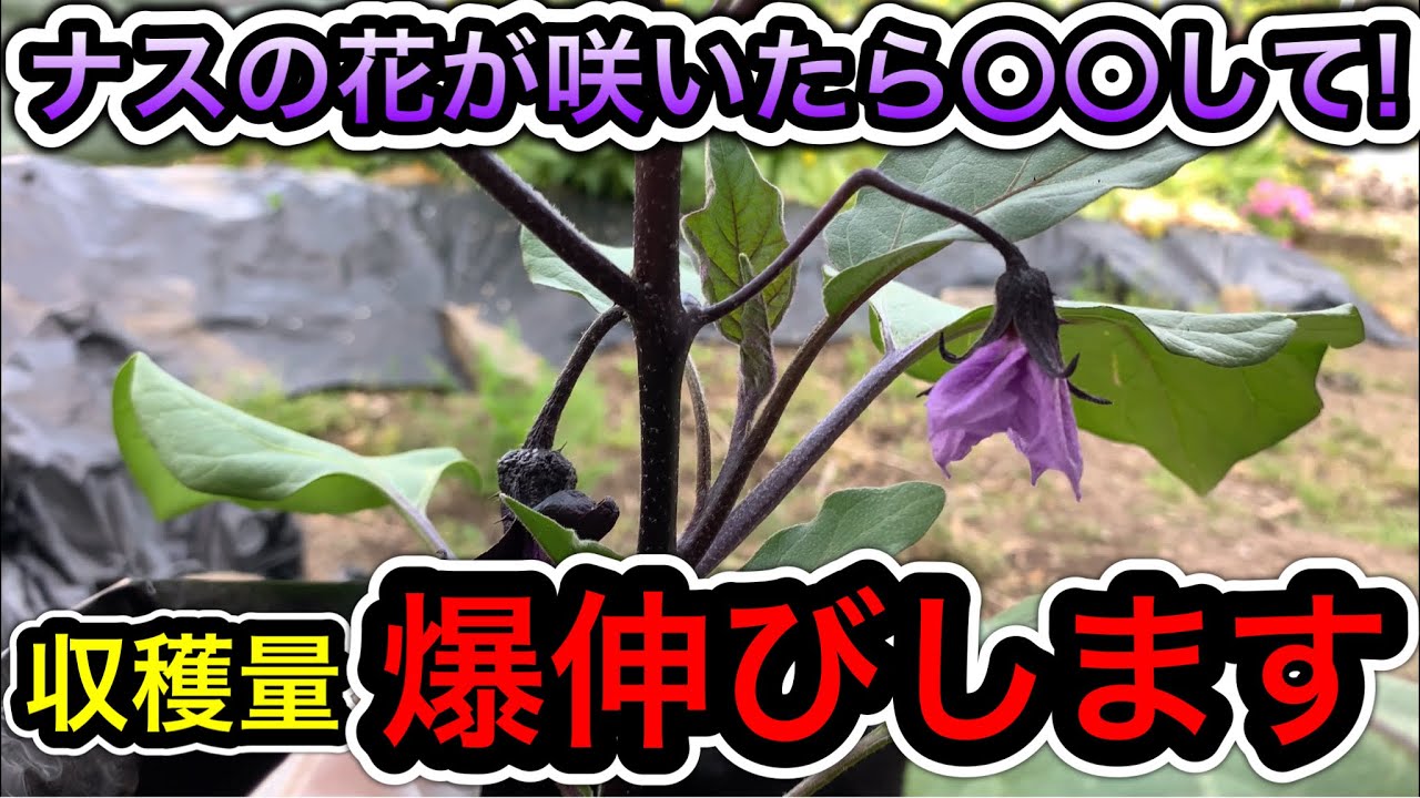 ナスの花が咲いたら必ずすること！こうすれば100本以上余裕で採れる！長くたくさん収穫できる育て方を図解で解説！脇芽欠きのタイミング、切り戻し、一枝一果法、下葉欠き、整枝、支柱立て、誘引の方法、1番花