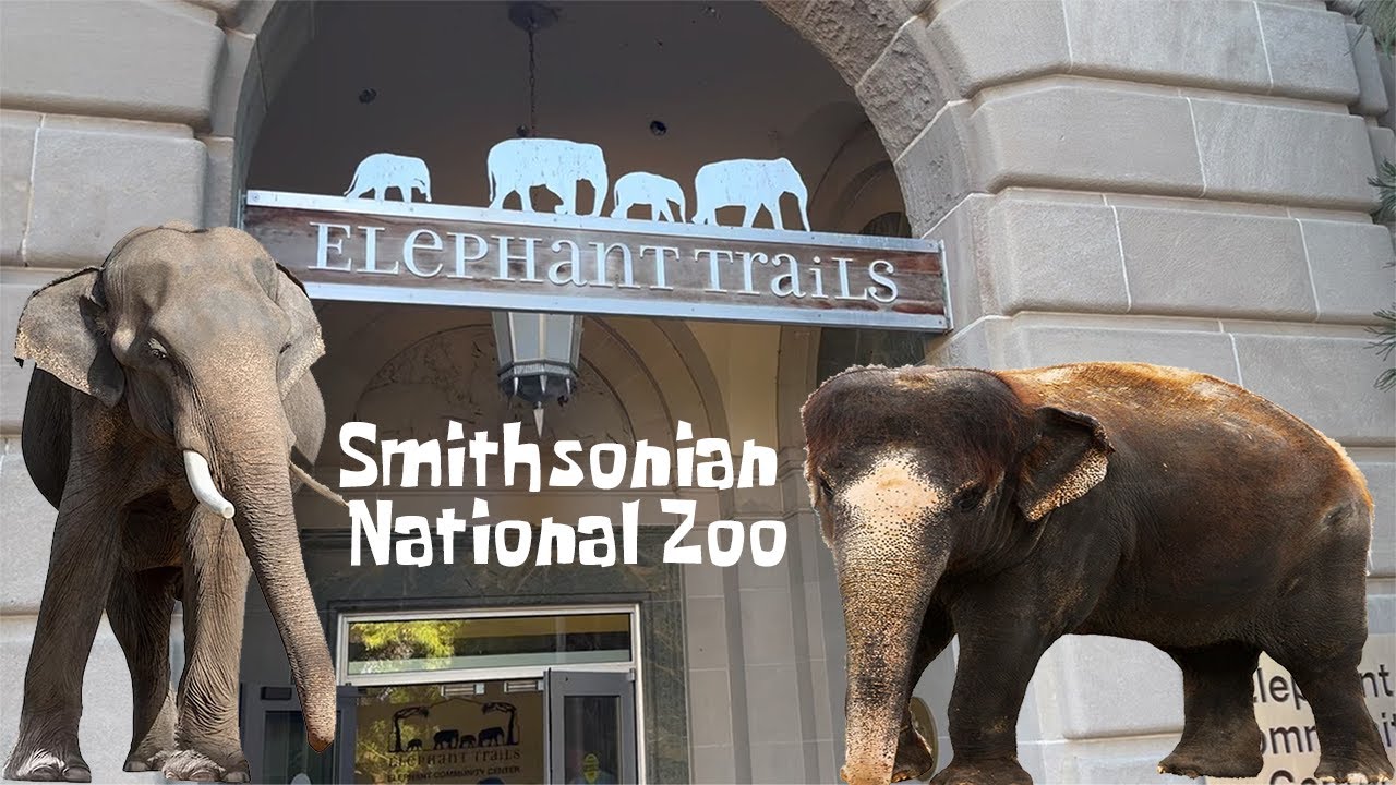 Uncaged Zoo Tours: Elephant Trails-Smithsonian National Zoo ft. Asian Elephants #elephant