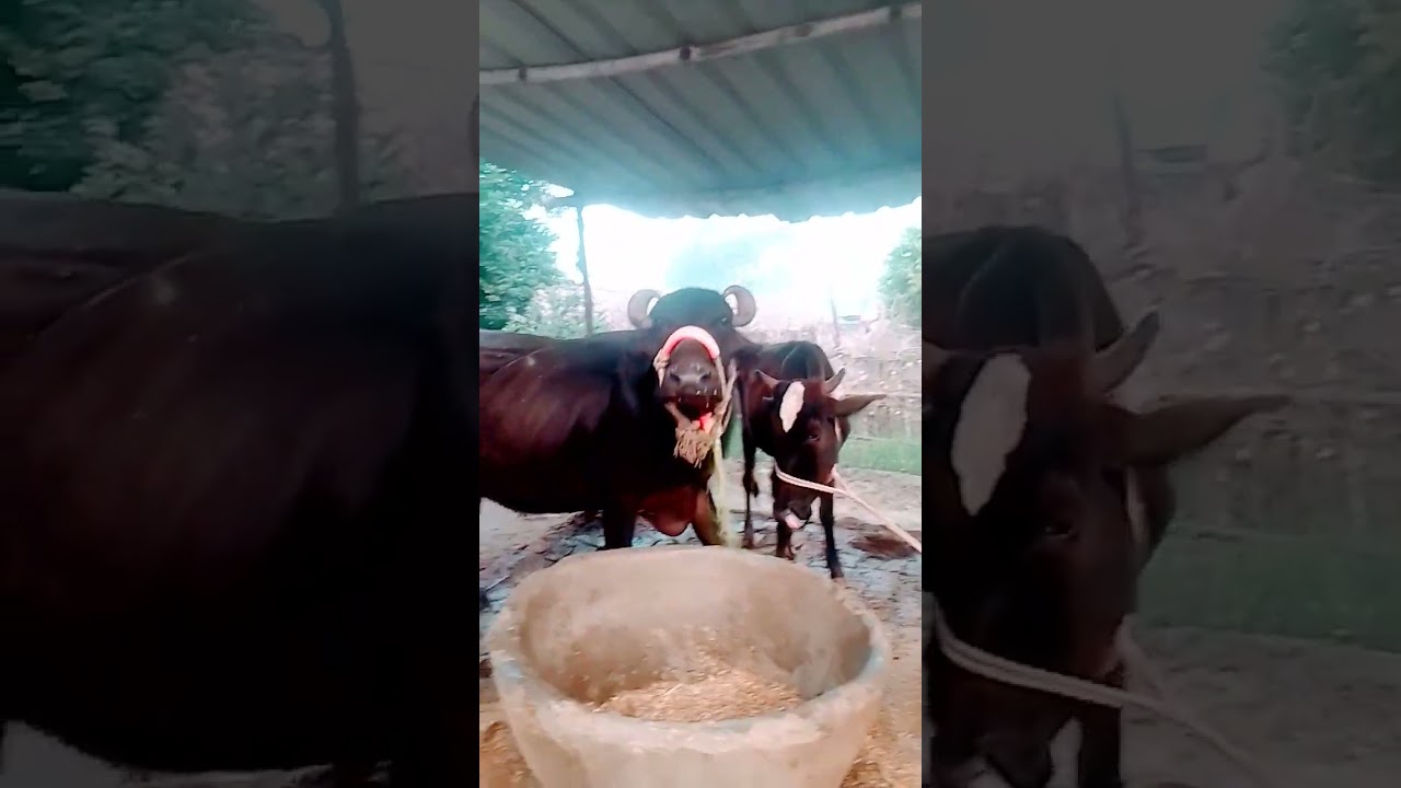 Voice ka comedy 🐃🌳#funny #animals #cow #farming #villagelife#animals #halloween