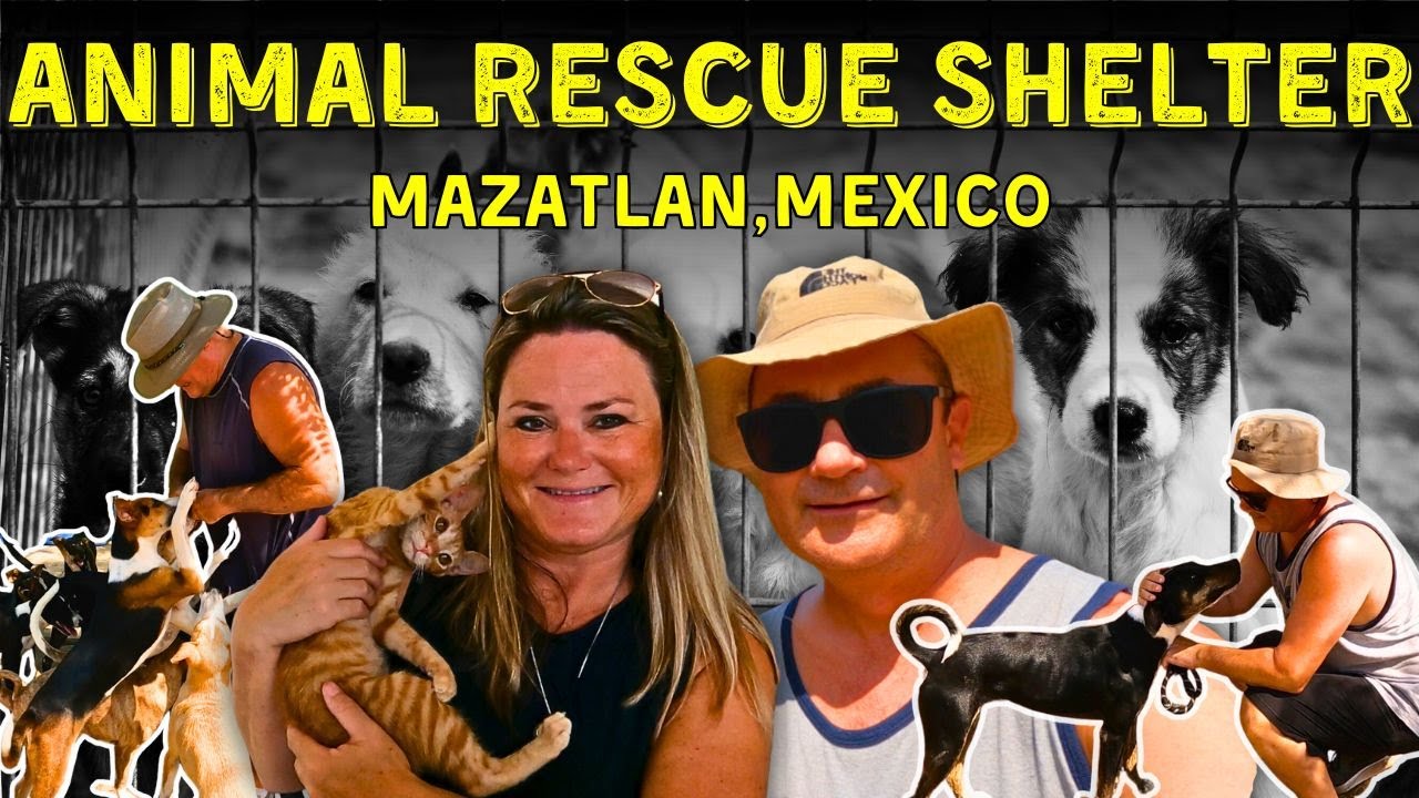 Volunteering at an Animal Shelter in MAZATLAN | Heartfelt Moments with Mexico's Most Vulnerable 🐾