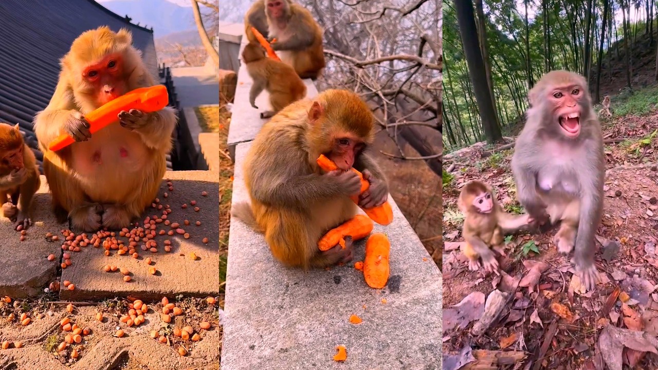 Oh Monkey feel unhappy when feeding foods.