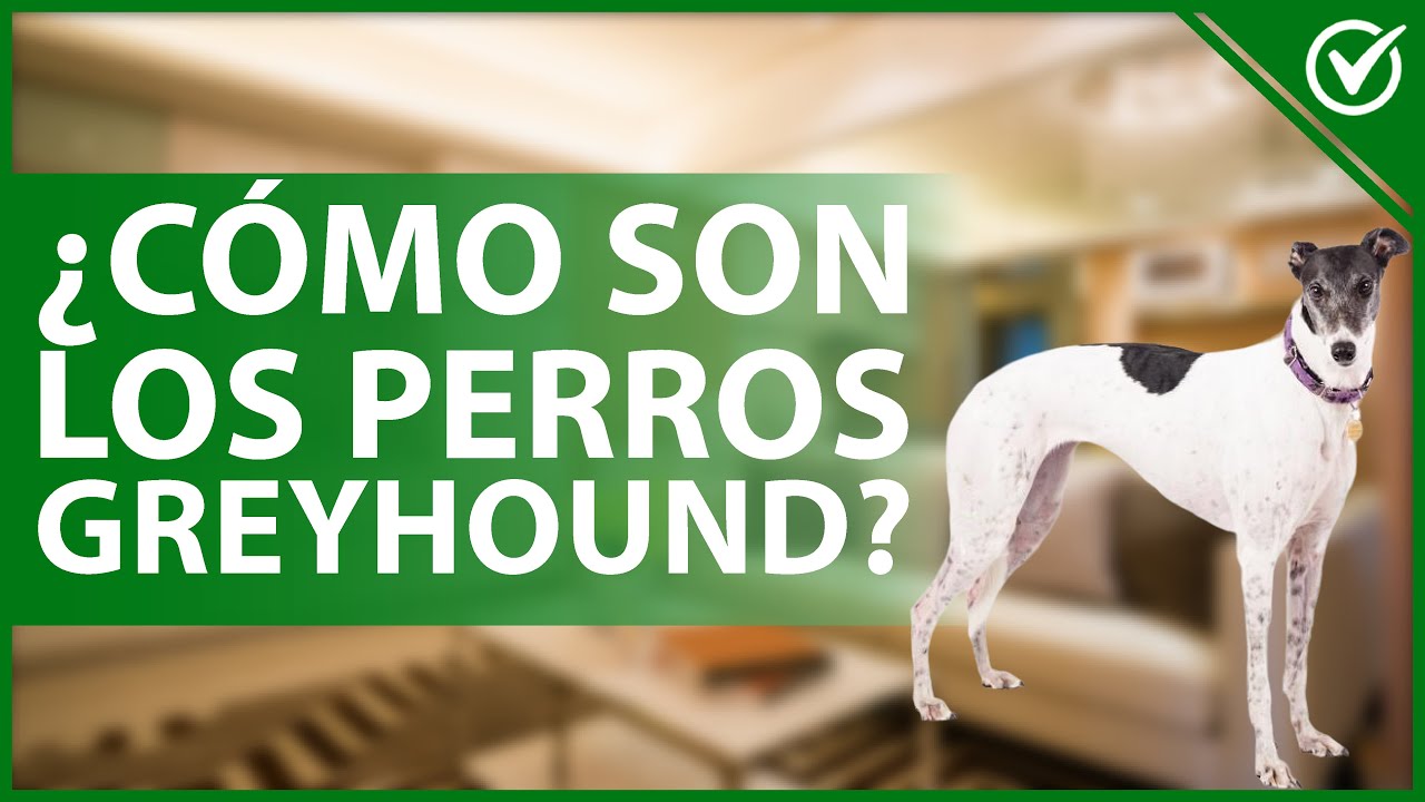 🐕 ¿Cómo son los perros raza GREYHOUND o GALGO INGLÉS? - Características, cuidados y comportamiento 🐕