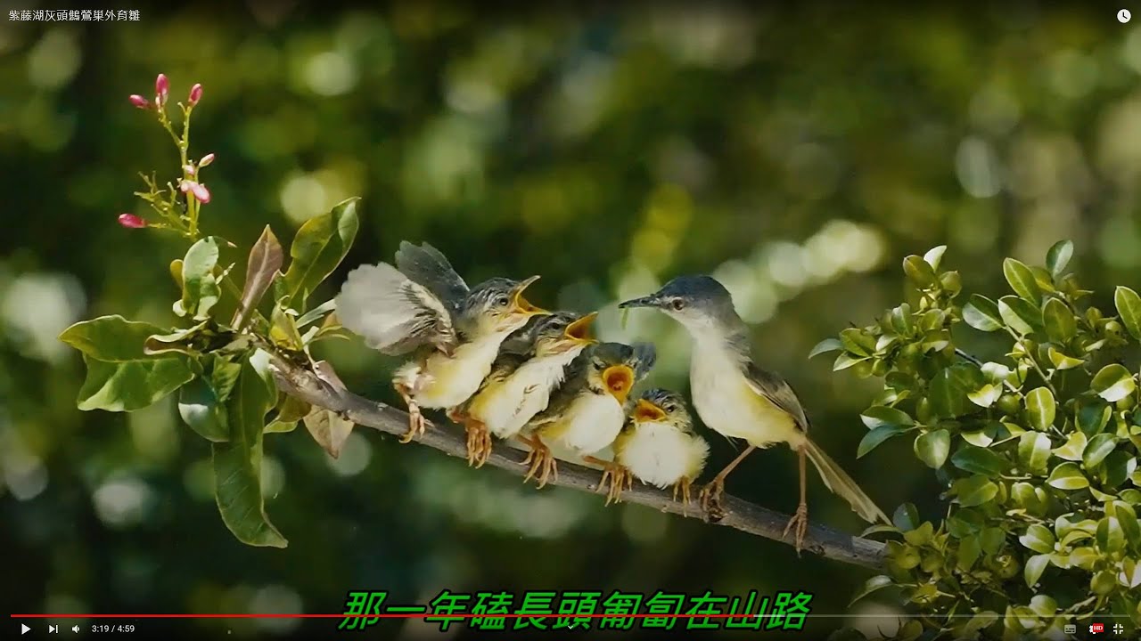 Yellow-bellied Prinia/feed little birds nurturefosterdevelop紫藤湖灰頭鷦鶯巢外育雛