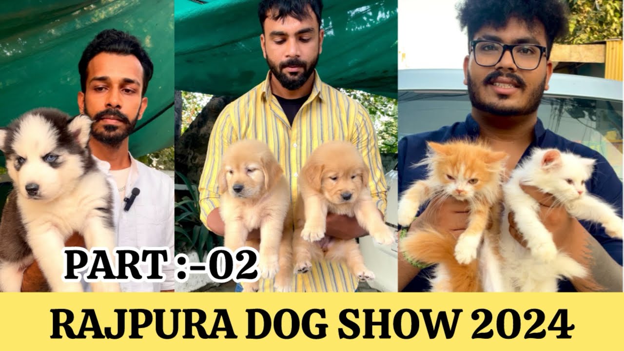 BIGGEST DOG MARKET IN RAJPURA SHOW🔥| PART :-02 //PUPPY MARKET🔥// #tranding #videos #ritikdogkennel