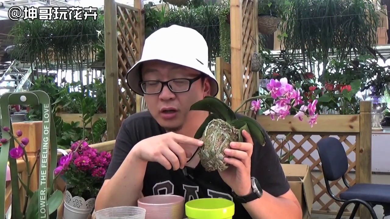 新买的蝴蝶兰一定要这样处理，否则很快会死掉 【坤哥玩花卉】