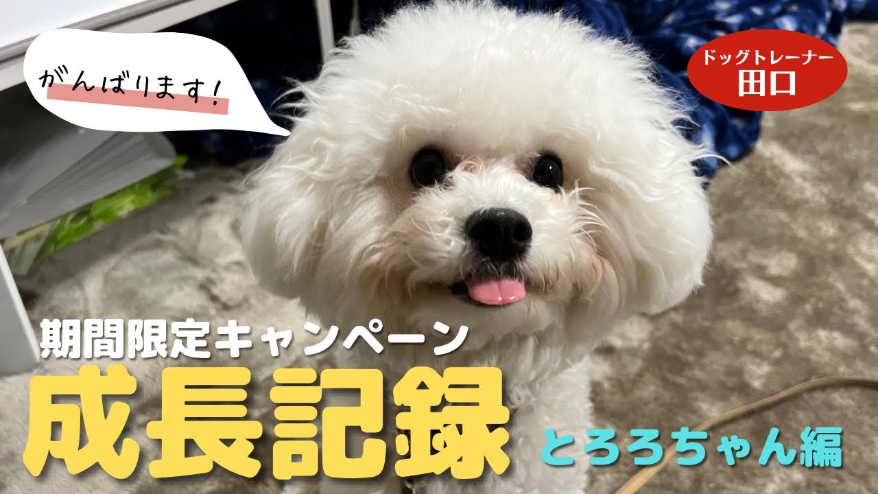 【出張トレーニング】１ヶ月限定キャンペーン～とろろちゃん編～