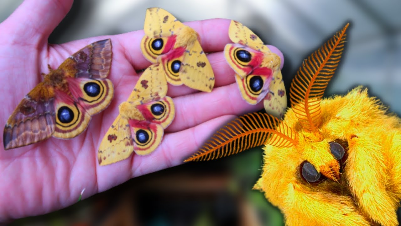 Cute Moth Breeding: Io Moth (Automeris io) / How to Breed Io Moths? MothCycles ft Bart Coppens