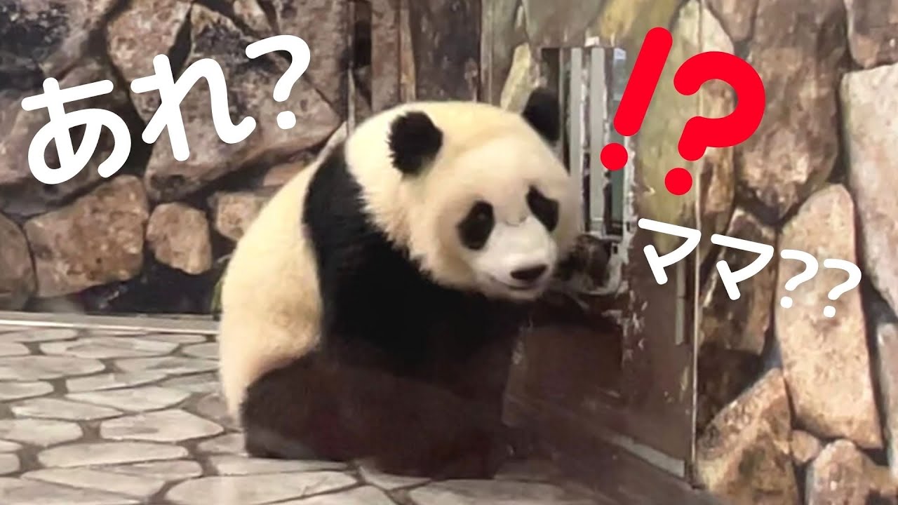 【悲報】オヤツ食べてる間に..ママ帰宅😳今日は屋内で元気いっぱい子パンダ楓浜🍁