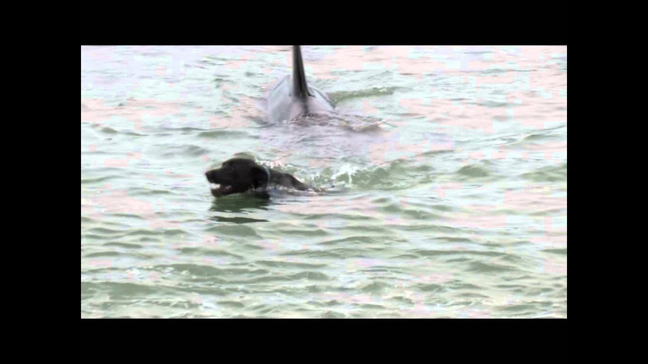 Orca encounter with diver and dog (Orcas at Matheson Bay, New Zealand)