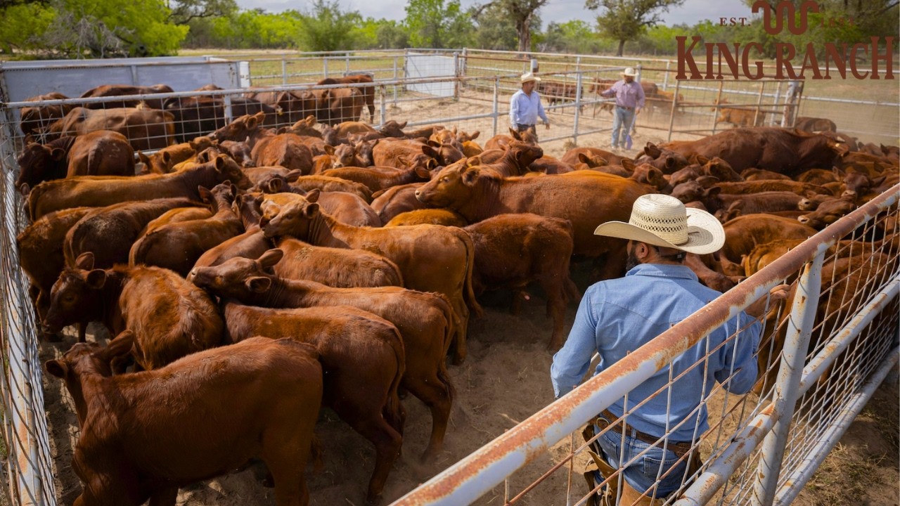 How the Santa Gertrudis Cattle Breed Challenged Global CATTLE FARMING! The REVOLUTIONARY King Ranch