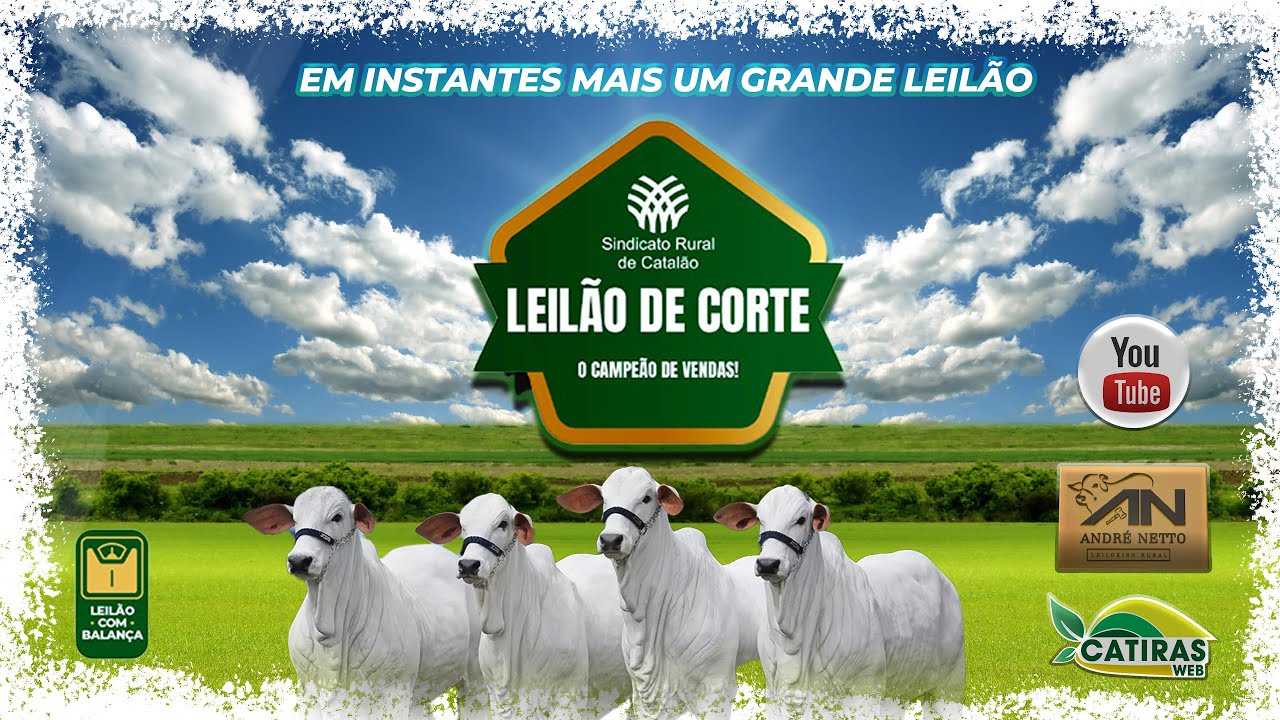 LEILÃO AO VIVO SINDICATO RURAL DE CATALÃO - GO - 25 DE JANEIRO DE 2026.