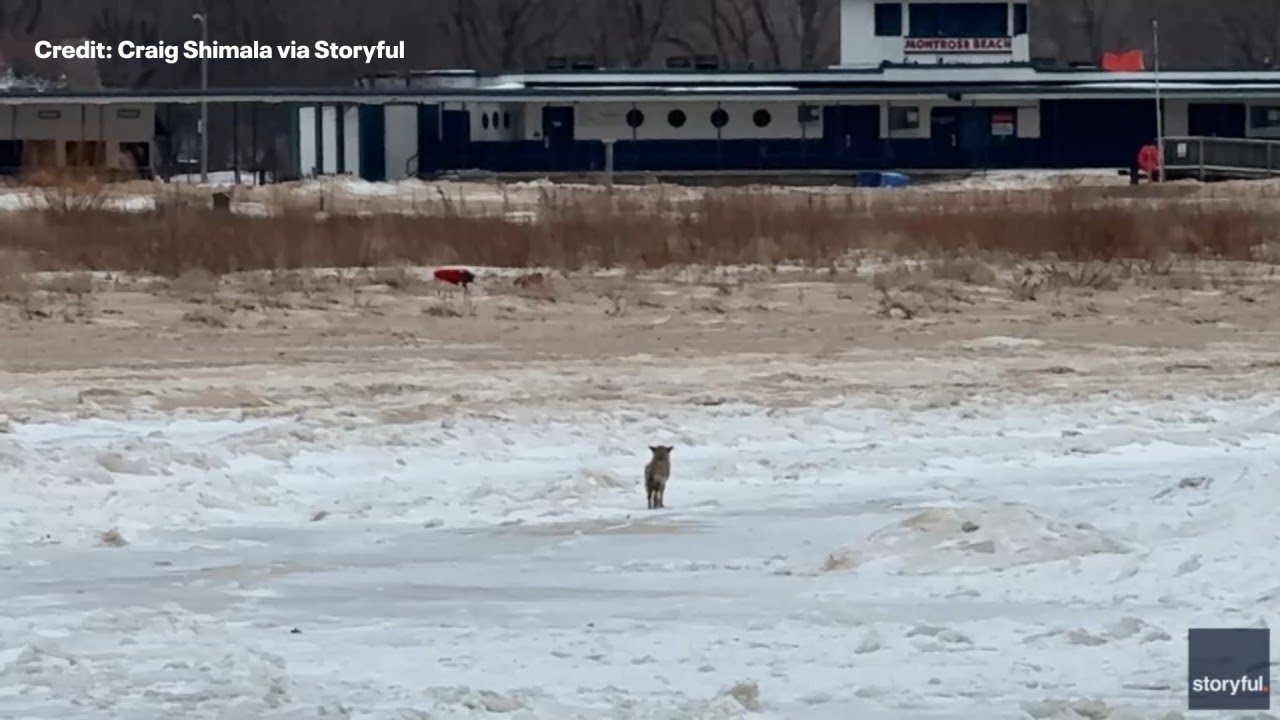 Why Chicagoans are seeing more coyotes | ChicagoLive