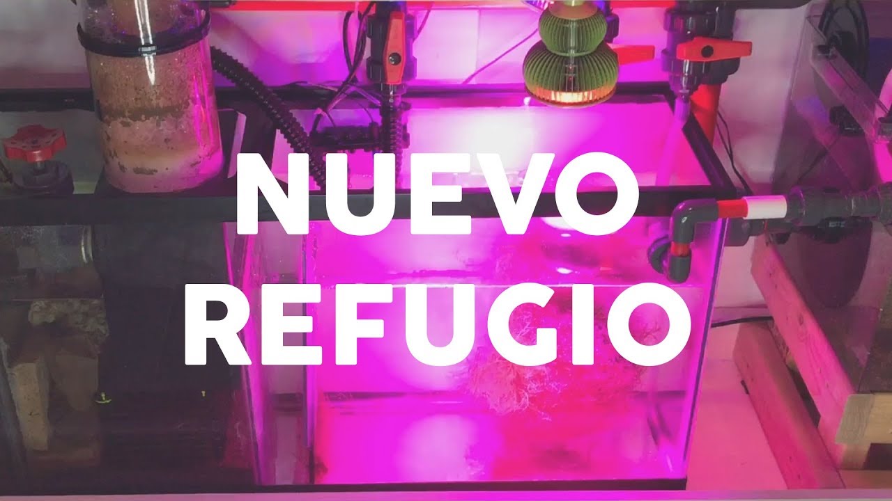 Nueva area de refugio en el sump - AcuaTV