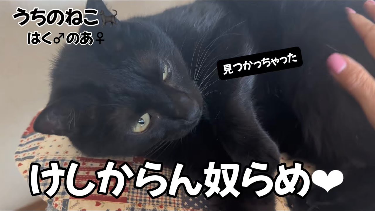 猫んずがわが家に来るまで！　白猫がいないと黒猫は…