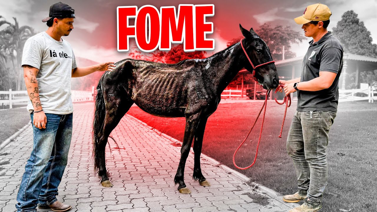 SALVANDO a VIDA de um CAVALO ABANDONADO