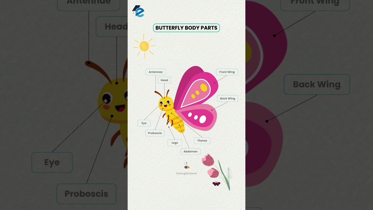 Butterfly Body Parts #vocabulary #butterfly #englishwords #learnenglish