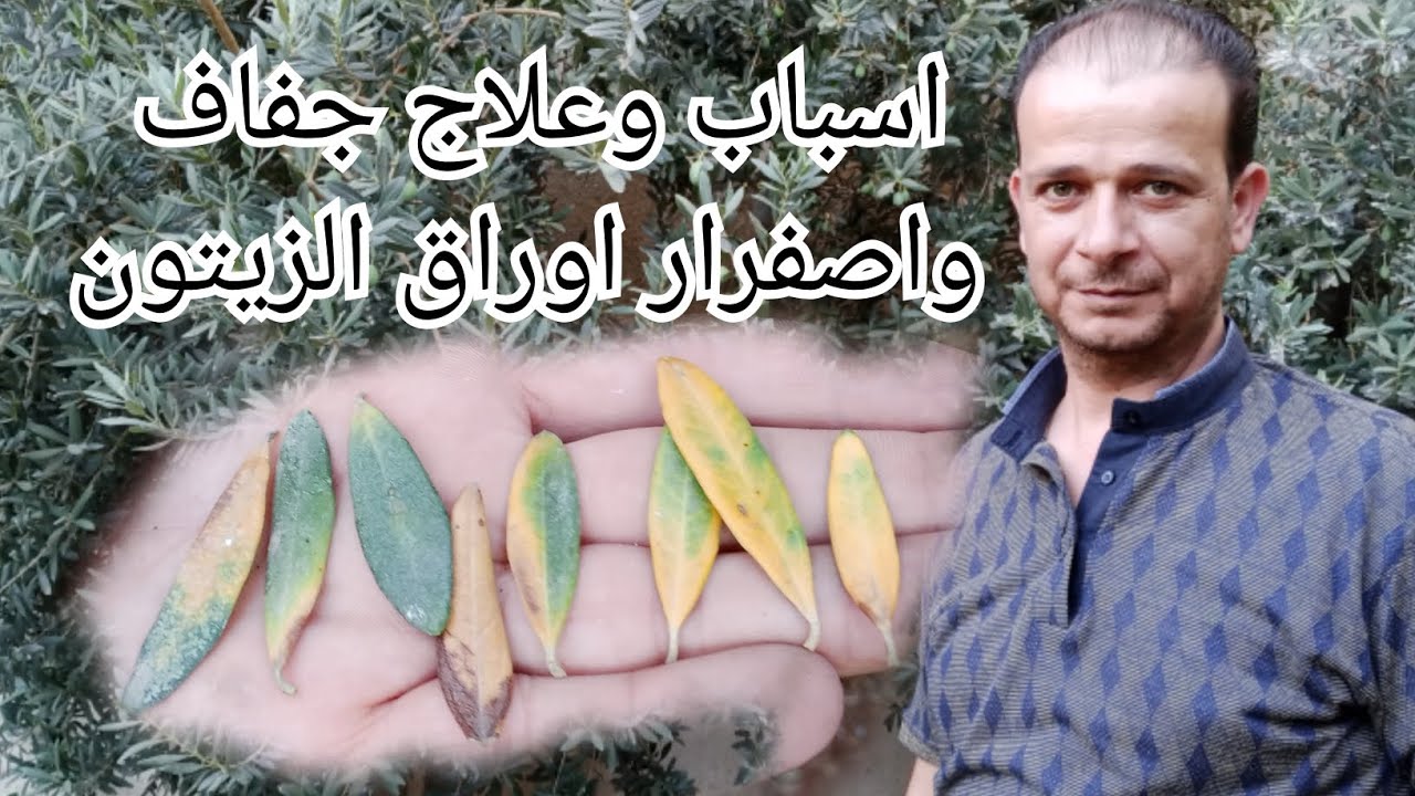 علاج جفاف واصفرار اوراق الزيتون واسبابه