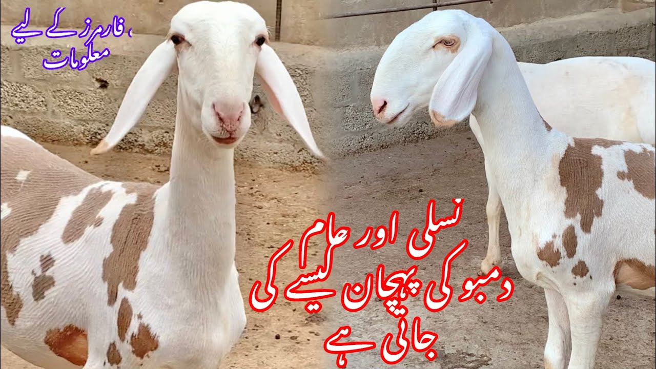 Nasli dumbo ki pehchan || parriot face dumbay ||turkey dumbay ||best sheep breed in pakistan |