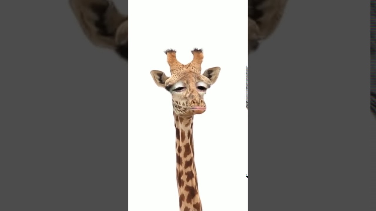 Guten morgen Giraffe