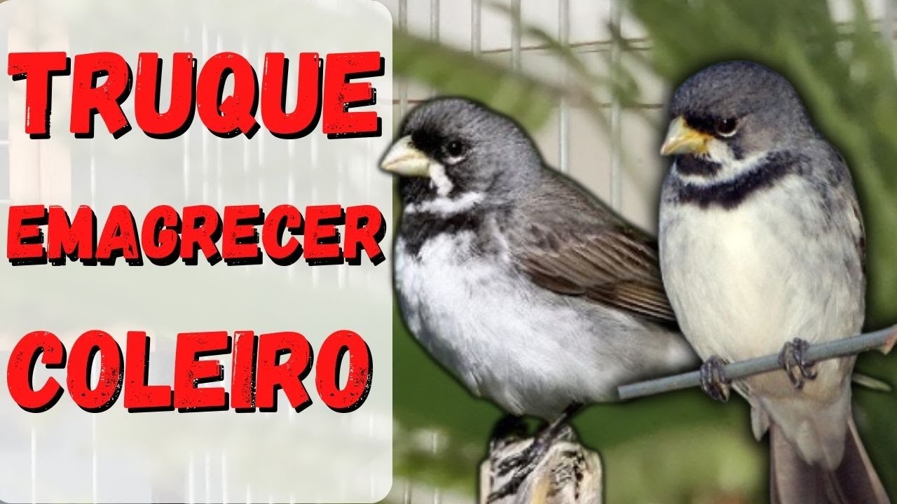 COMO EMAGRECER SEU PÁSSARO OVEIRO BAIXO COLEIRO PAPACAPIM
