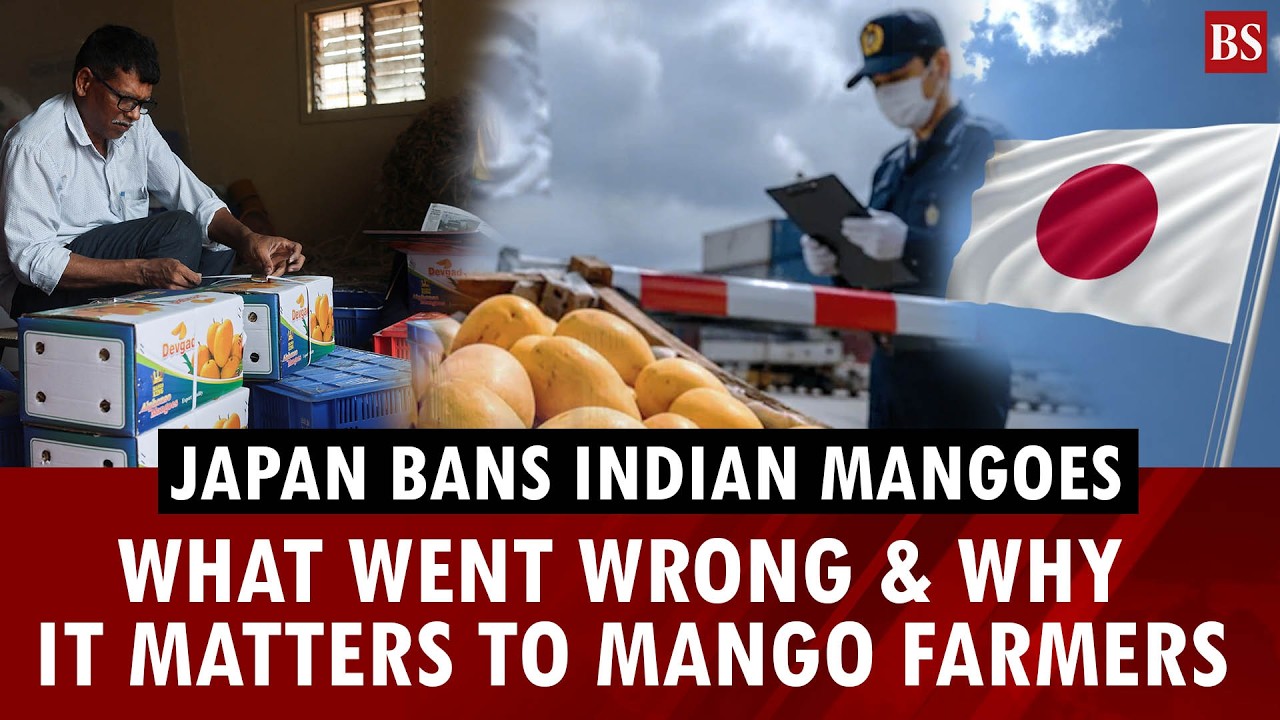 Japan bans Indian mangoes after 20 years: Why this is a big deal | Indian food exports