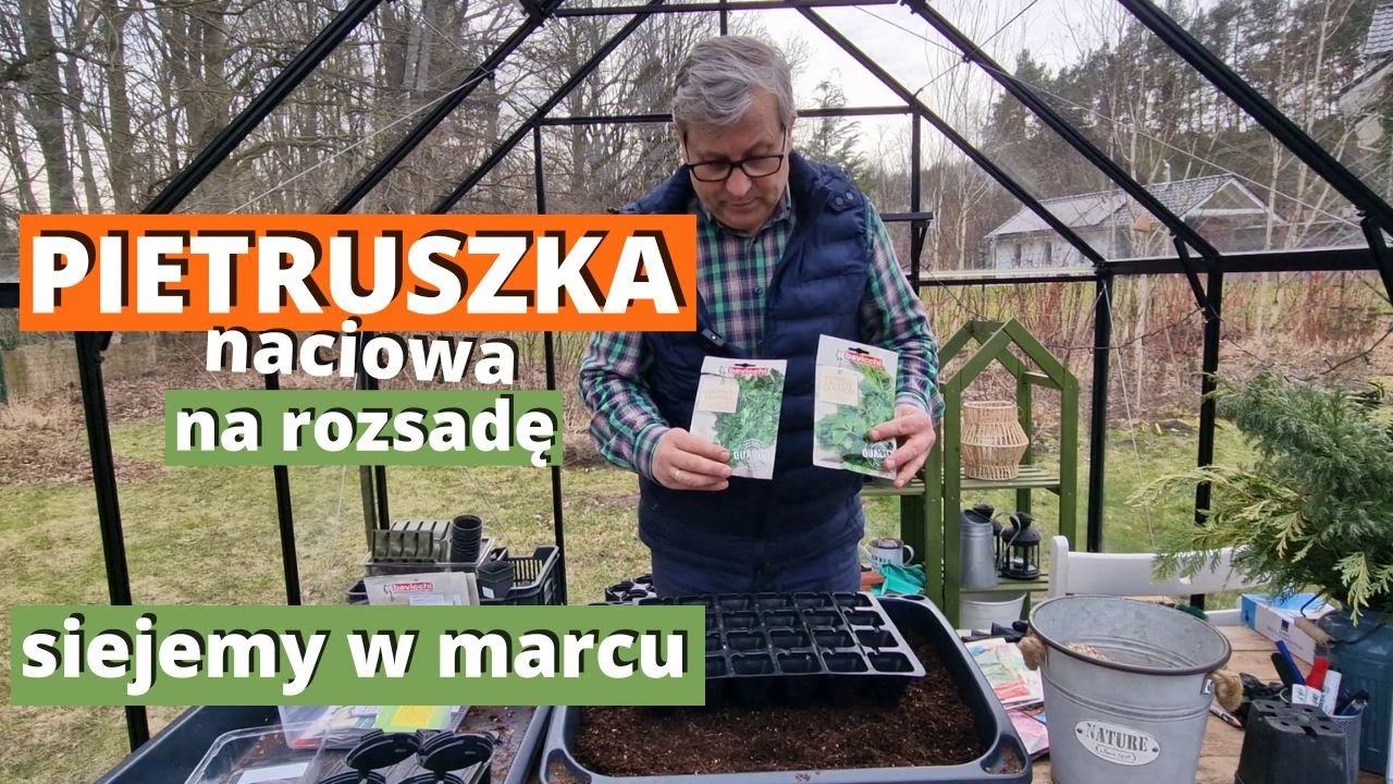 PIETRUSZKA naciowa na rozsadę. Siejemy w marcu.