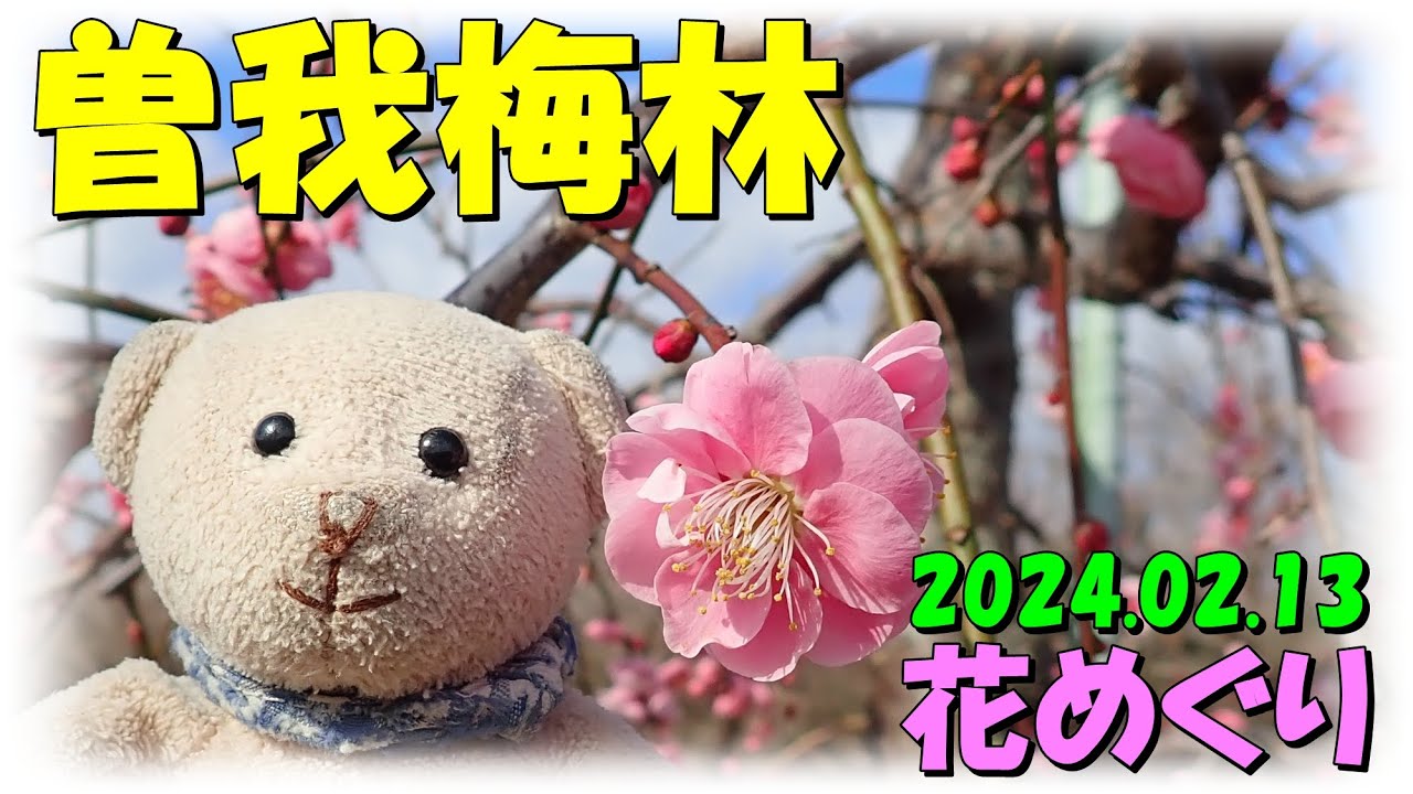 2024 02 13小田原梅まつり9分
