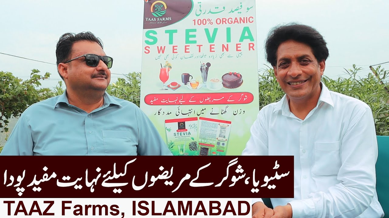Candyleaf for Sugar Patients  | Stevia Plants available in Islamabad | July 2022