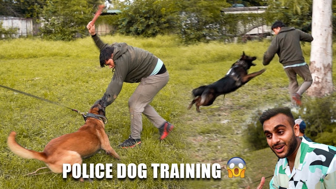 High Level Security Dog Training School in Delhi 😱