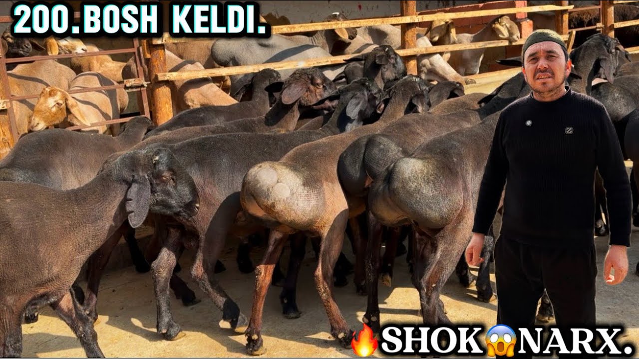 MARUF JON AKAGA 🔥DAXSHAT 😱 150 bosh TOJIK PARODA QOCHQOR LAR KELDI.
