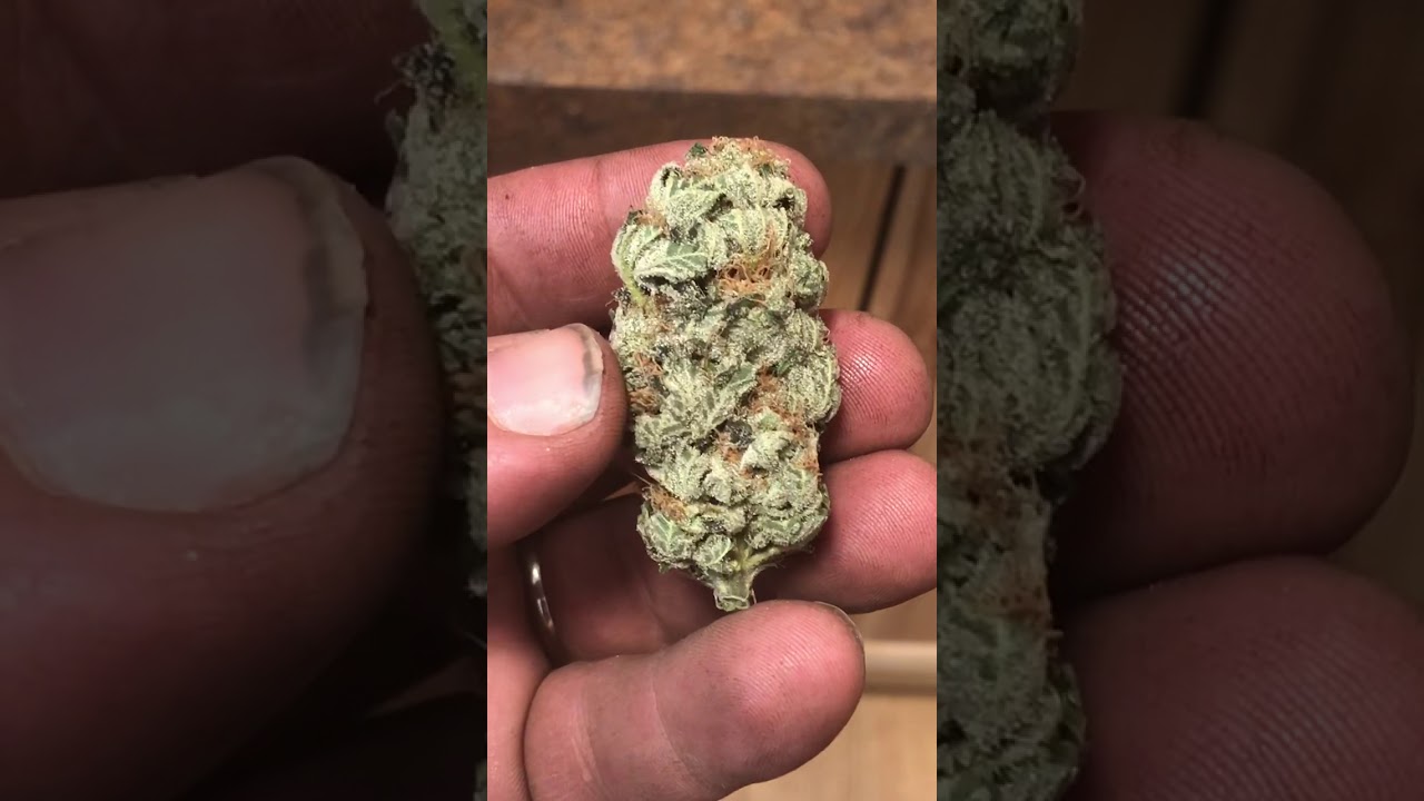 Marijuana - Cannabis - &ldquo;Blueberry Gum&rdquo; - G13 Labs
