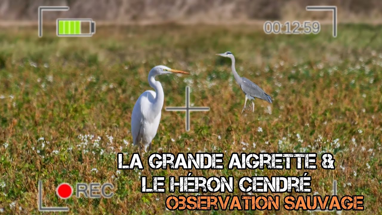 Je filme deux grands échassiers en train de déjeuner ! Grande Aigrette & Héron cendré