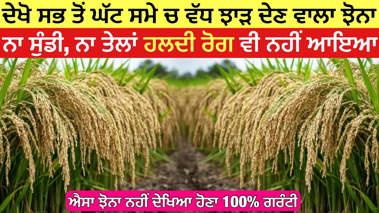 ਇਹੋ ਜਿਹਾ ਝੋਨਾ ਨਹੀਂ ਦੇਖਿਆ ਹੋਣਾ ਦੇਖੋ 90 ਦਿਨਾਂ ਚ 90 ਮਣ ਤੱਕ ਝਾੜ ਦੇਣ ਵਾਲਾ ਝੋਨਾ | star 713 paddy variety 