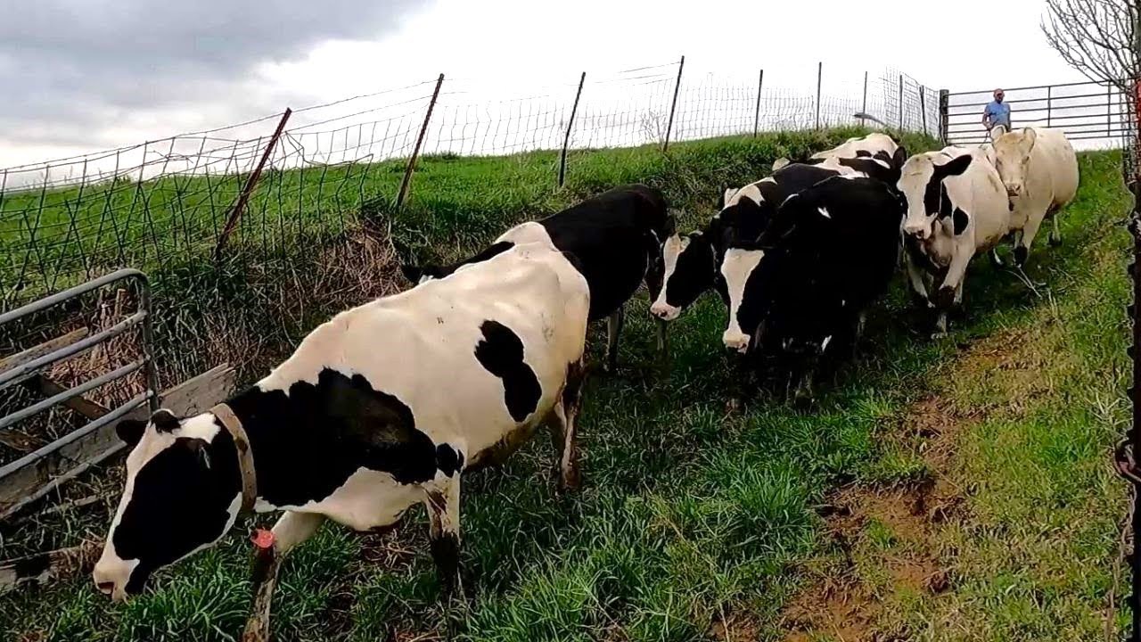 When Herding Cattle Goes Wrong! Crazy Cows Get Loose!