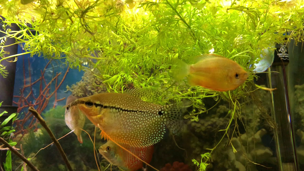 My 29 gallon gourami aquarium