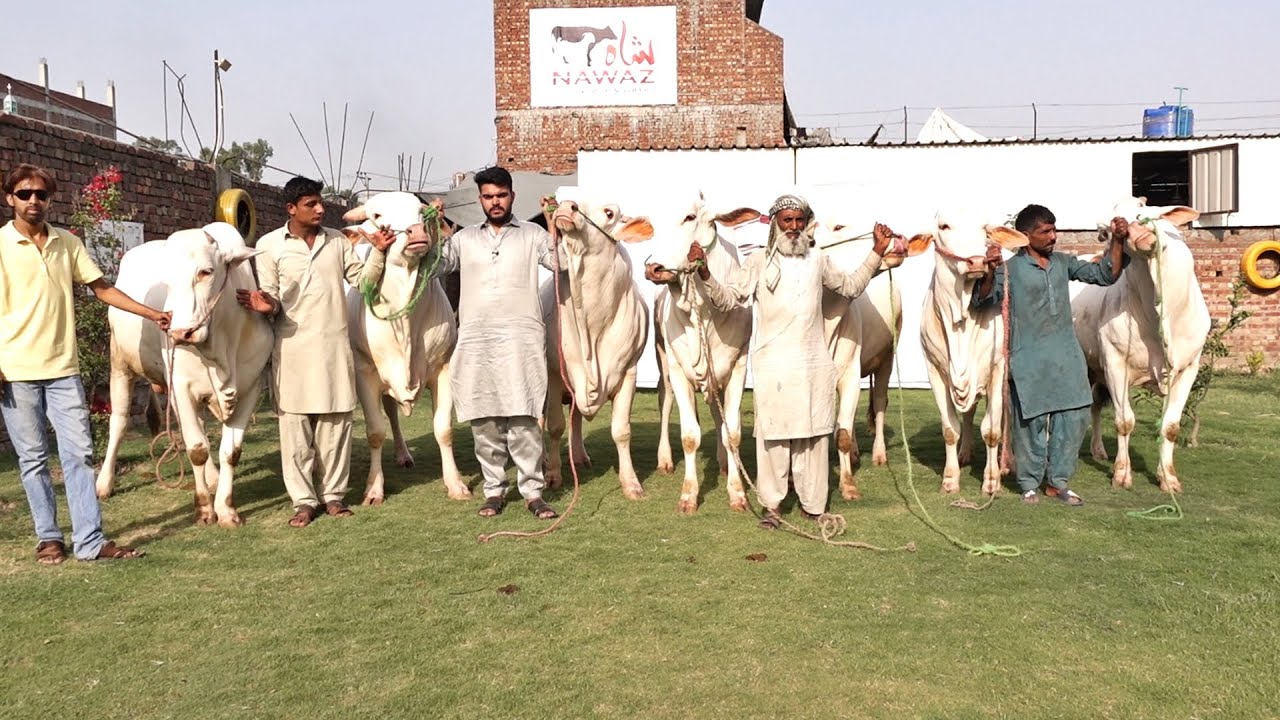 NUKRAY HI NUKRY - FAKHAR E GUJRANWALA - BAKRA MANDI PAKISTAN