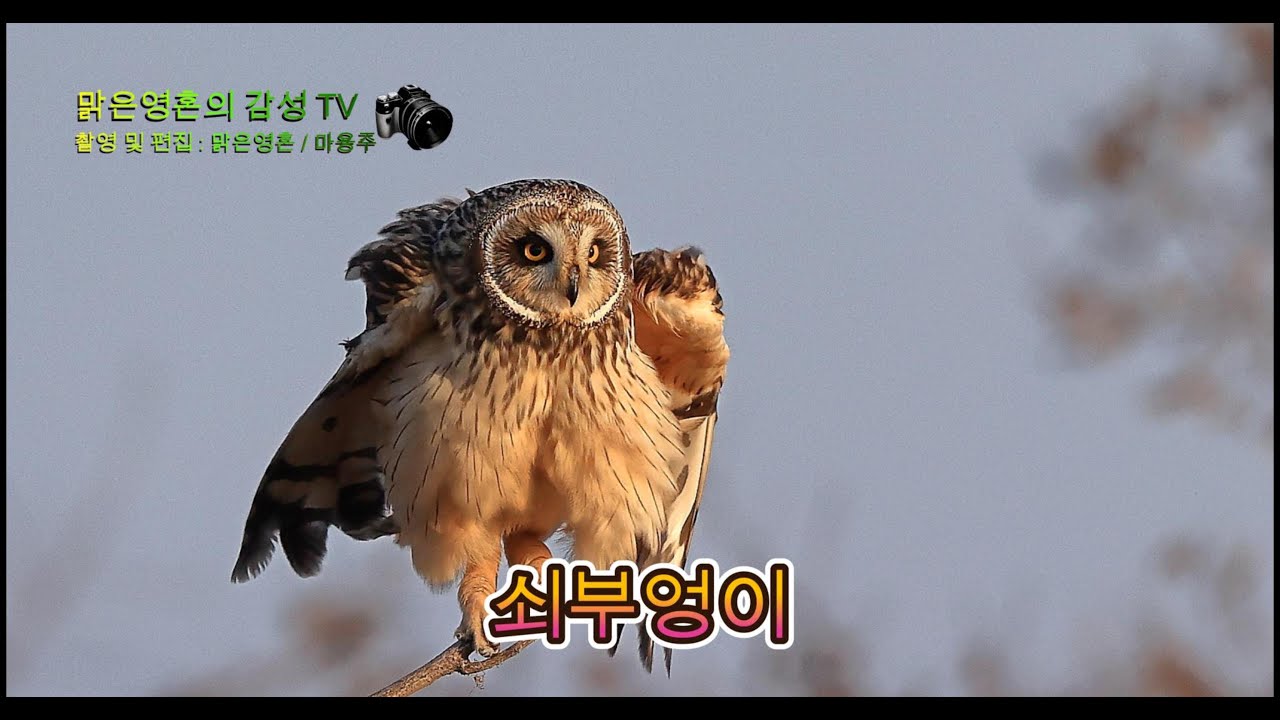 쇠부엉이( Asio flammeus)