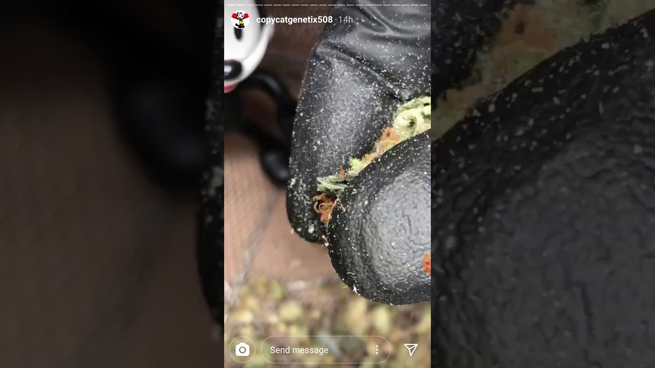 Proof in the pudding- copycat genetics