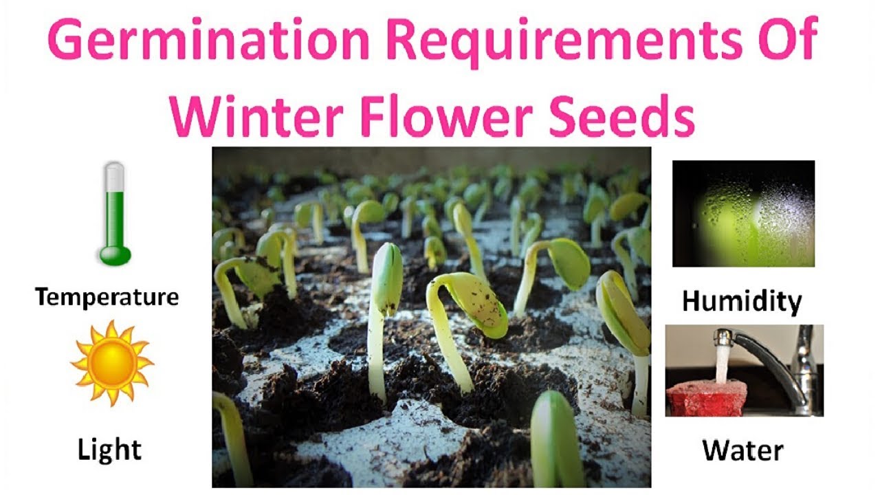 Germination Requirement of Winter Flower Seeds