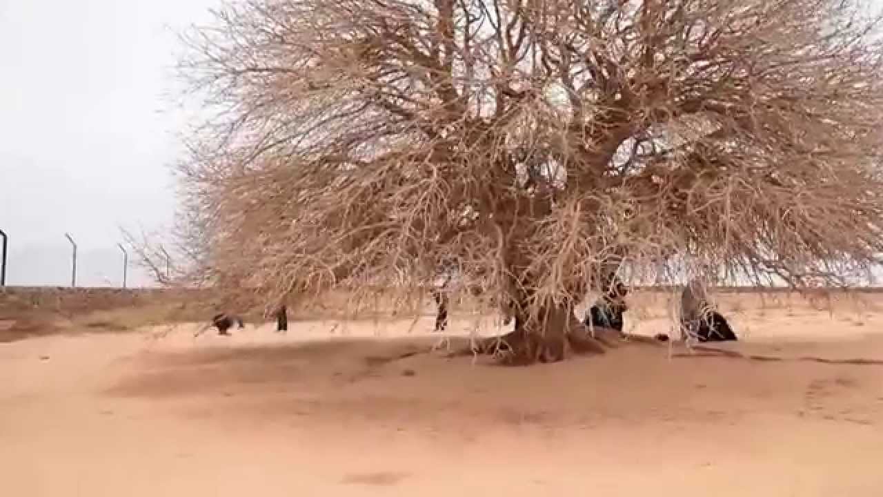 Blessed Tree - The Last Living Sahabi.