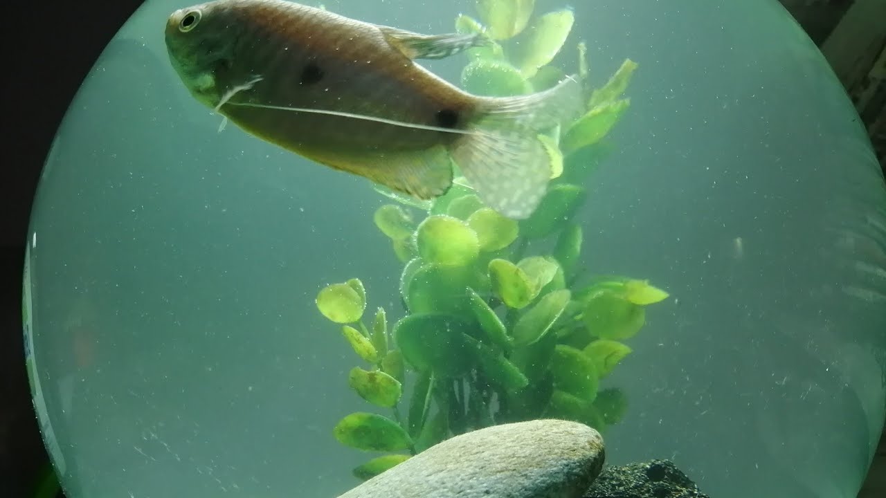 My Gourami Fish Bowl Setup.... 🐠