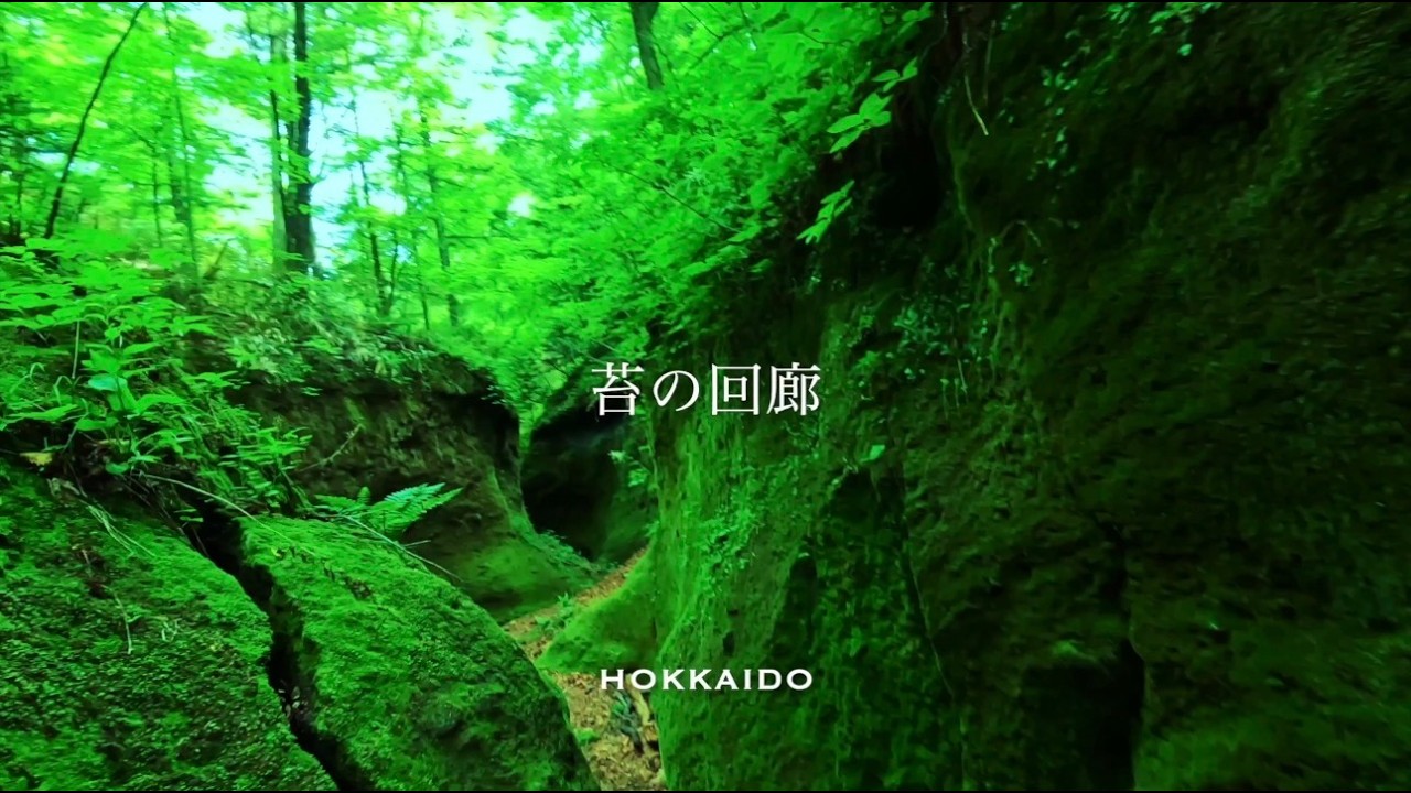 💚北海道・苔の回廊💚4K💚そこはまるでまるでジブリの世界💚美しい苔の世界を歩きます✨