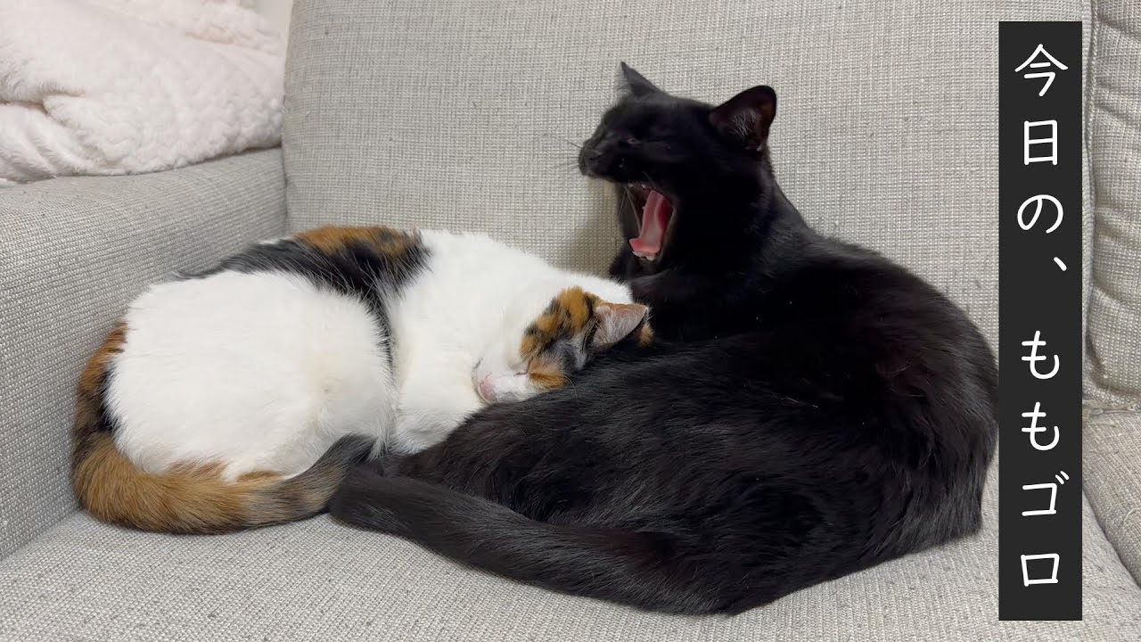 いるだけで癒してくれる猫【三毛猫】【黒猫】