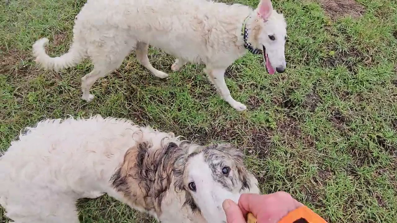Retrouvailles entre soeurs Barzoïs DU JOYAU DES BOIS 08 02 2026 var45i