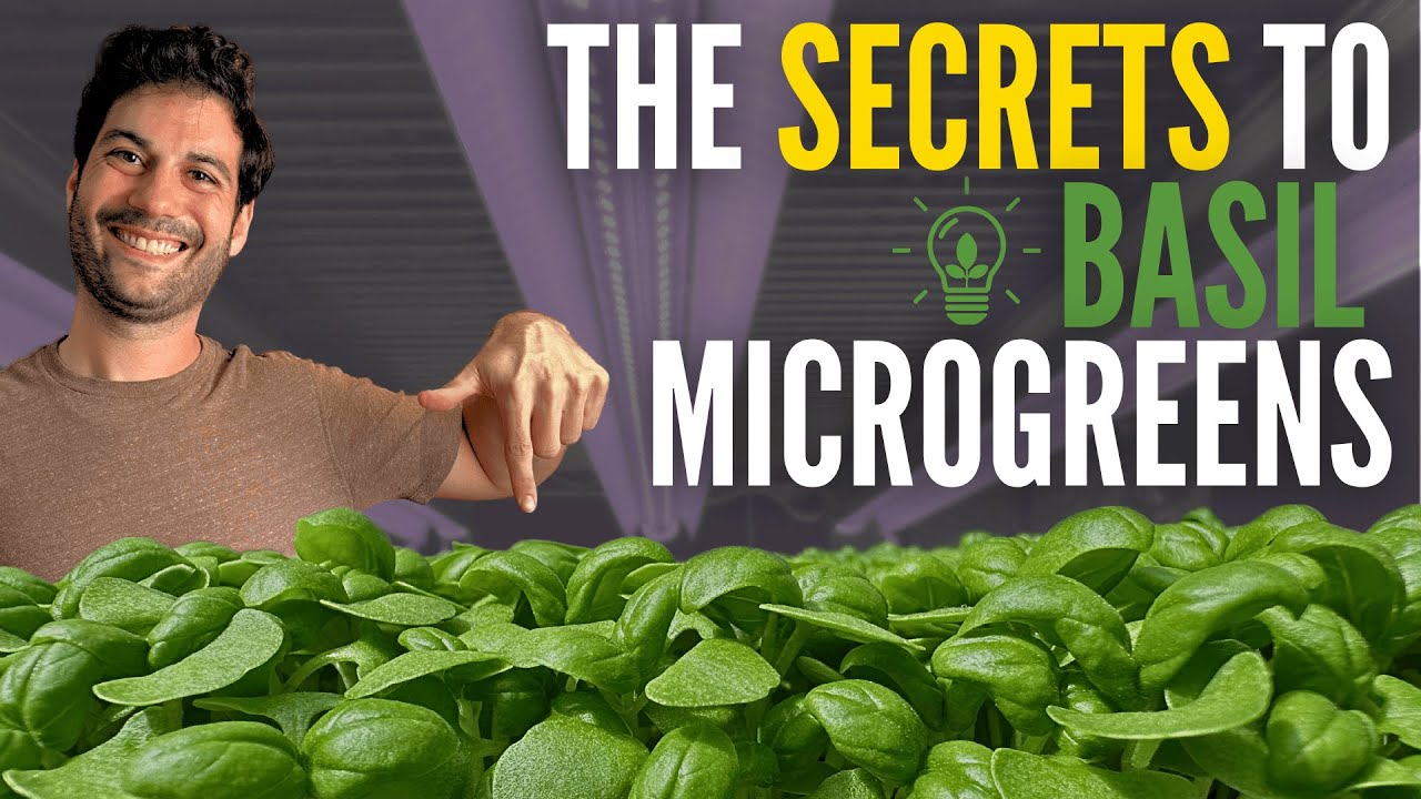 How to Grow Basil Microgreens Like a Pro (Step-by-Step for Beginners)